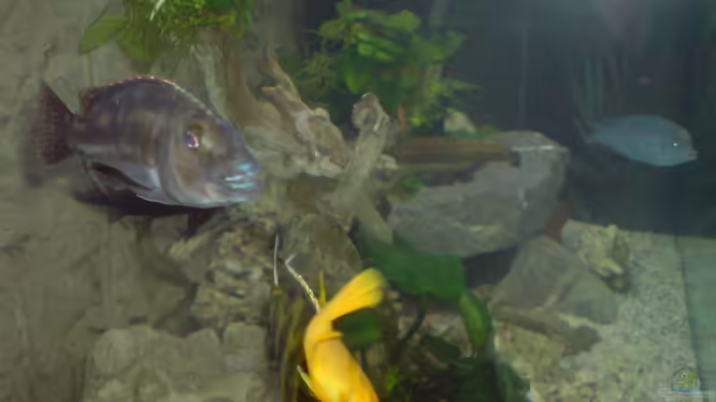 Besatz im Aquarium Becken 25097 von Frank Lefers (6)