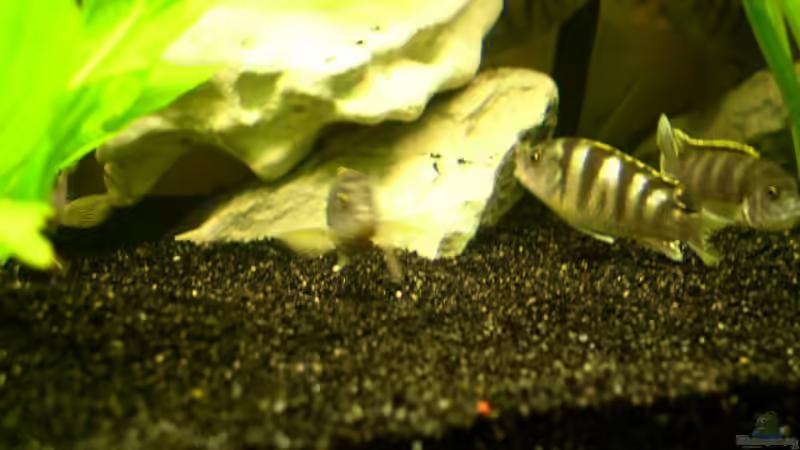 Besatz im Aquarium Becken 251 von Helmut Auburger (10)