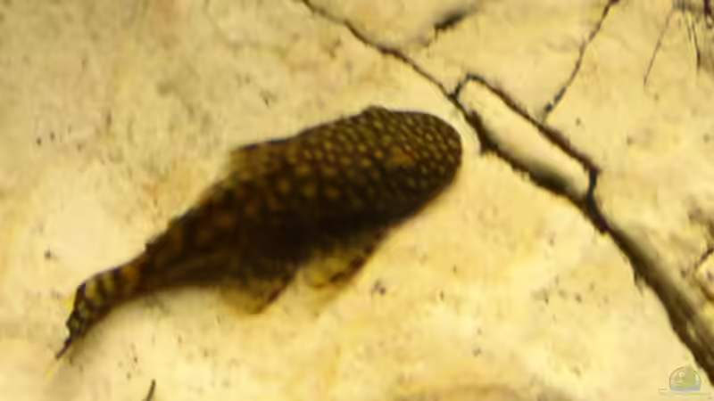 Besatz im Aquarium Becken 251 von Helmut Auburger (11)