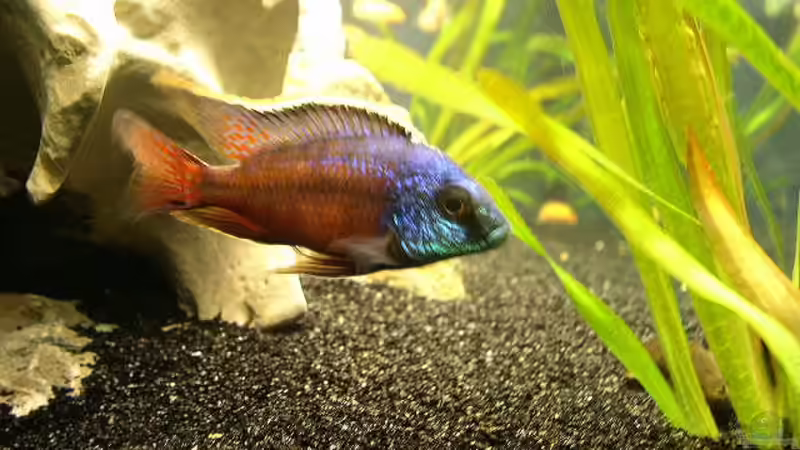 Besatz im Aquarium Becken 251 von Helmut Auburger (13)