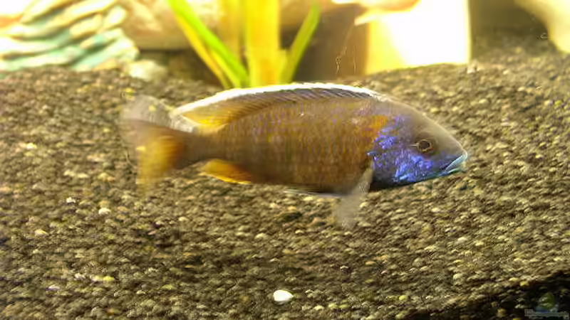 Besatz im Aquarium Becken 251 von Helmut Auburger (14)