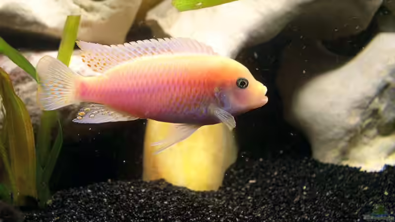 Besatz im Aquarium Becken 251 von Helmut Auburger (9)