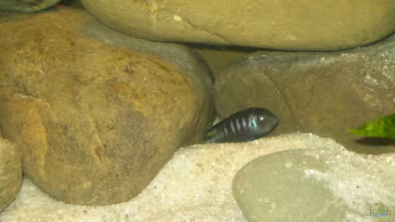 Besatz im Aquarium Becken 2510 von Thomas Reifenberg (27)