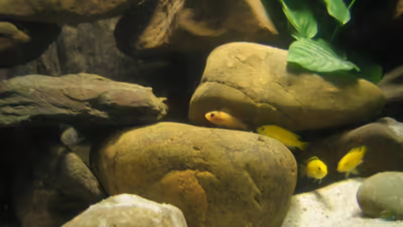 Besatz im Aquarium Becken 2510 von Thomas Reifenberg (30)