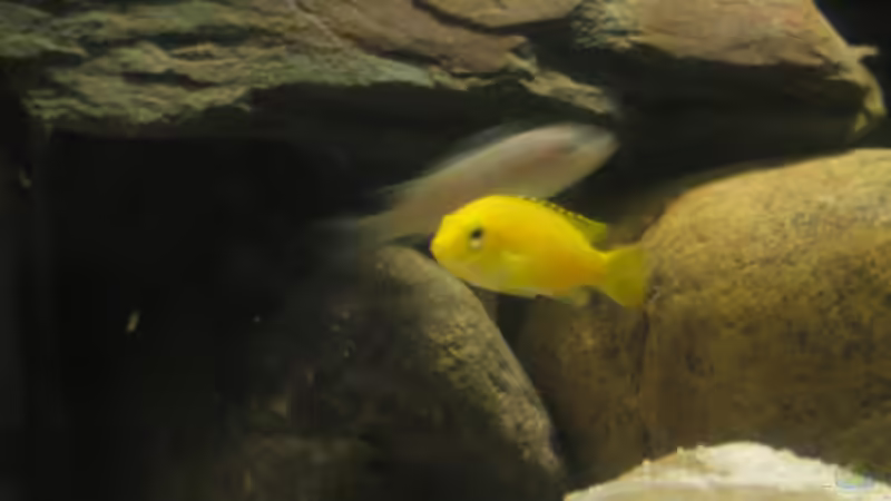 Besatz im Aquarium Becken 2510 von Thomas Reifenberg (32)