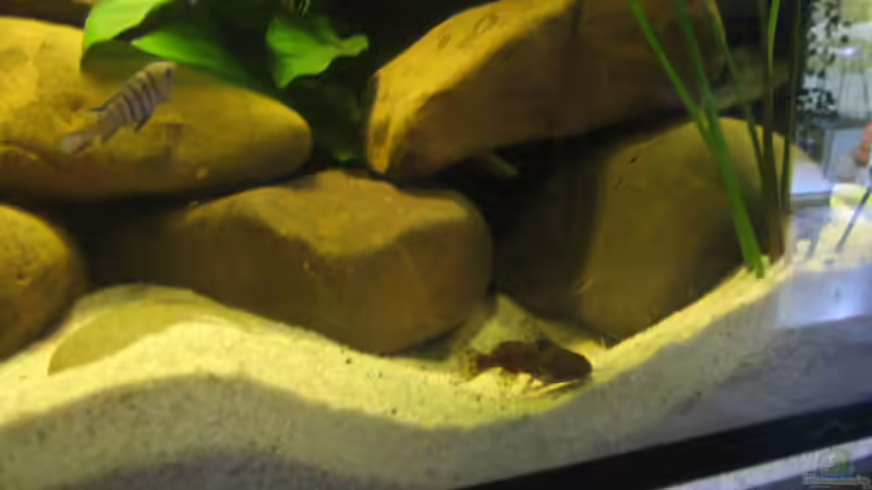 Besatz im Aquarium Becken 2510 von Thomas Reifenberg (34)