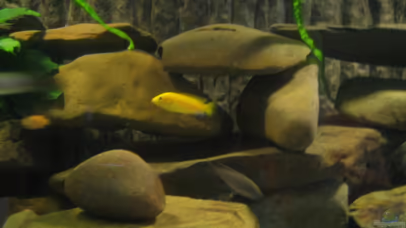 Besatz im Aquarium Becken 2510 von Thomas Reifenberg (35)