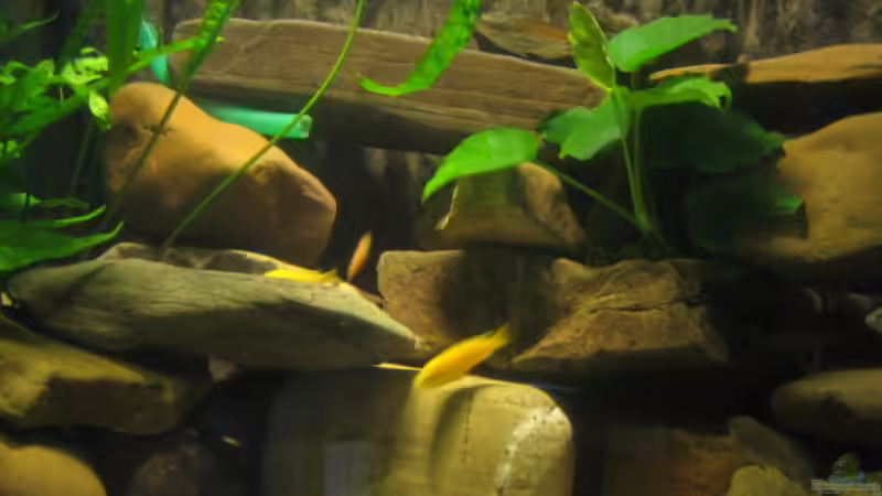 Besatz im Aquarium Becken 2510 von Thomas Reifenberg (36)