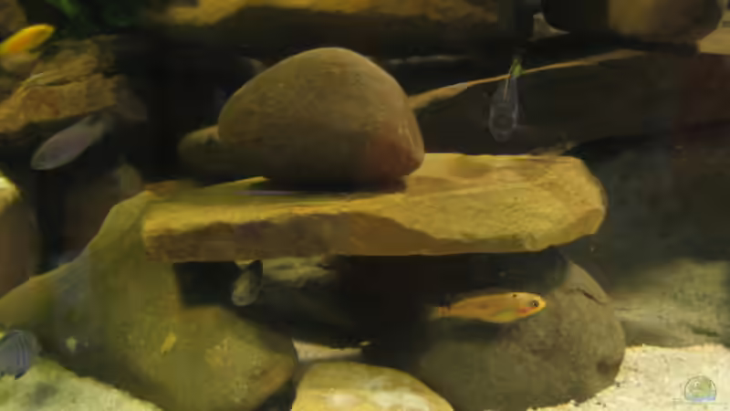 Besatz im Aquarium Becken 2510 von Thomas Reifenberg (37)