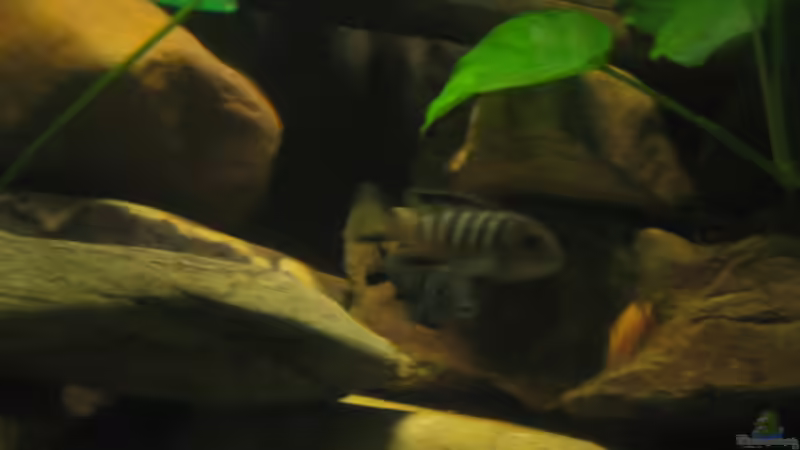 Besatz im Aquarium Becken 2510 von Thomas Reifenberg (38)