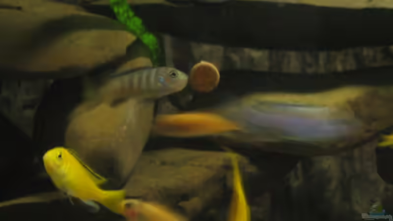 Besatz im Aquarium Becken 2510 von Thomas Reifenberg (39)