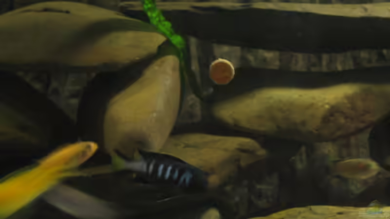 Besatz im Aquarium Becken 2510 von Thomas Reifenberg (40)