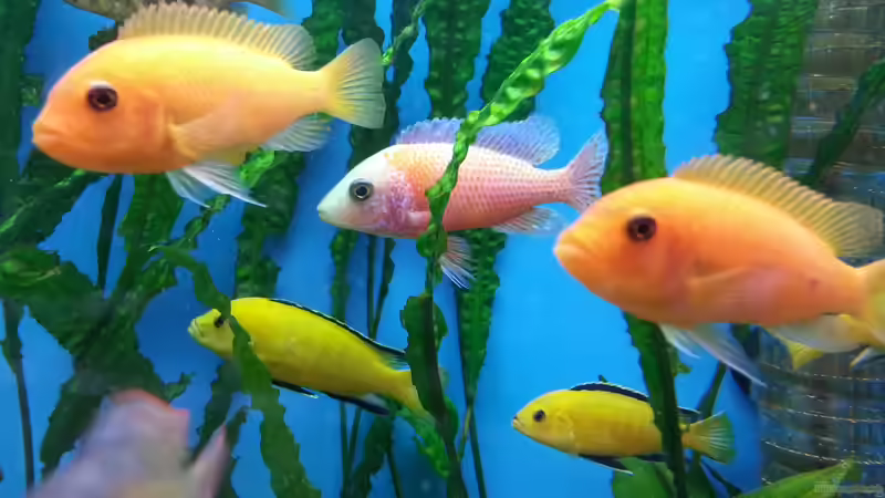 Besatz im Aquarium Becken 25125 von Christoph Schroll (5)