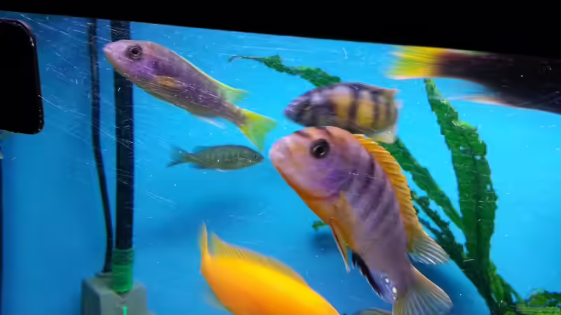 Besatz im Aquarium Becken 25125 von Christoph Schroll (6)