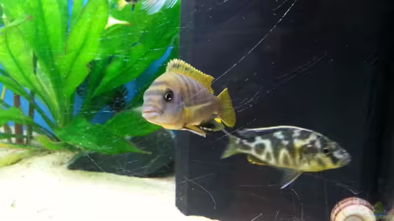 Besatz im Aquarium Becken 25125 von Christoph Schroll (7)