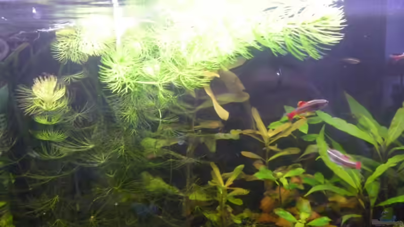 Besatz im Aquarium Becken 25217 von Freudenfeuer (18)