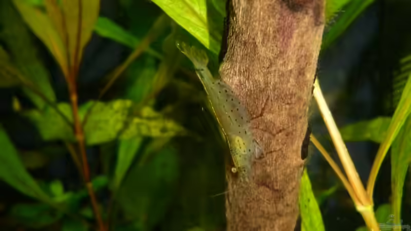 Besatz im Aquarium Becken 25217 von Freudenfeuer (19)