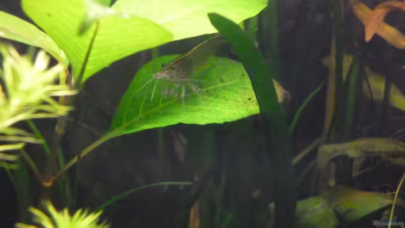 Besatz im Aquarium Becken 25217 von Freudenfeuer (20)