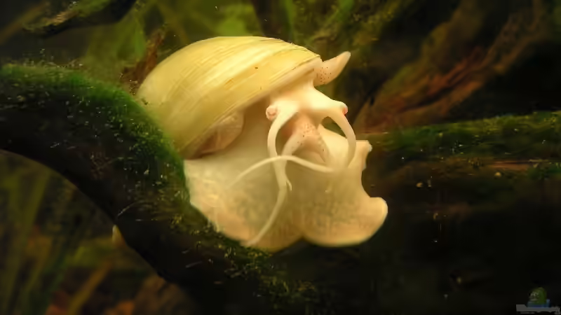 Besatz im Aquarium Becken 2523 von Thomas Schlechter (14)