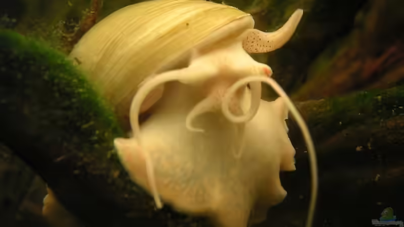 Besatz im Aquarium Becken 2523 von Thomas Schlechter (15)