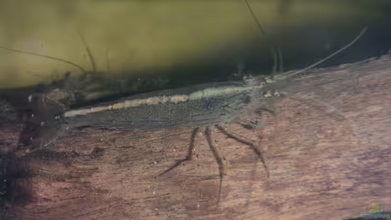 Besatz im Aquarium Becken 2523 von Thomas Schlechter (16)