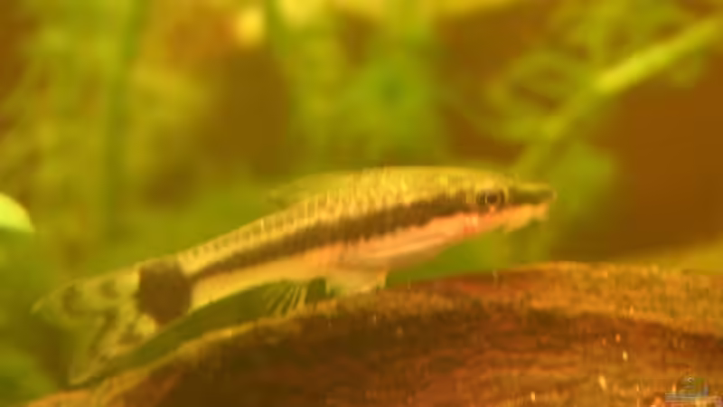 Besatz im Aquarium Becken 2523 von Thomas Schlechter (19)