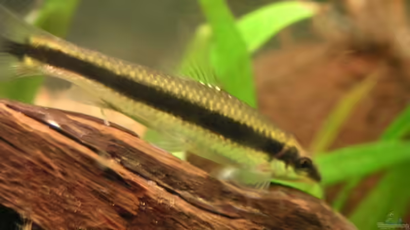 Besatz im Aquarium Becken 2523 von Thomas Schlechter (20)