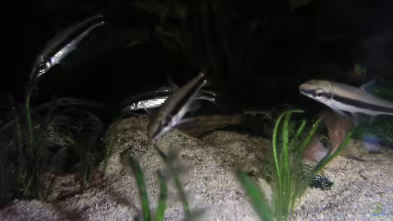 Besatz im Aquarium Becken 2523 von Thomas Schlechter (21)