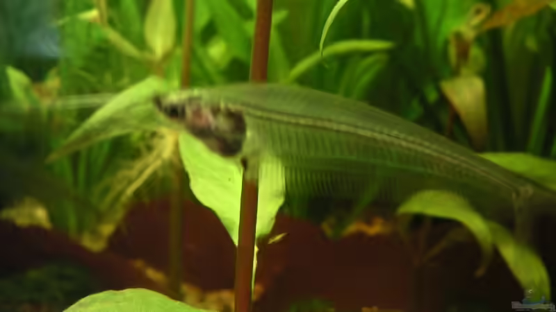 Besatz im Aquarium Becken 2523 von Thomas Schlechter (22)