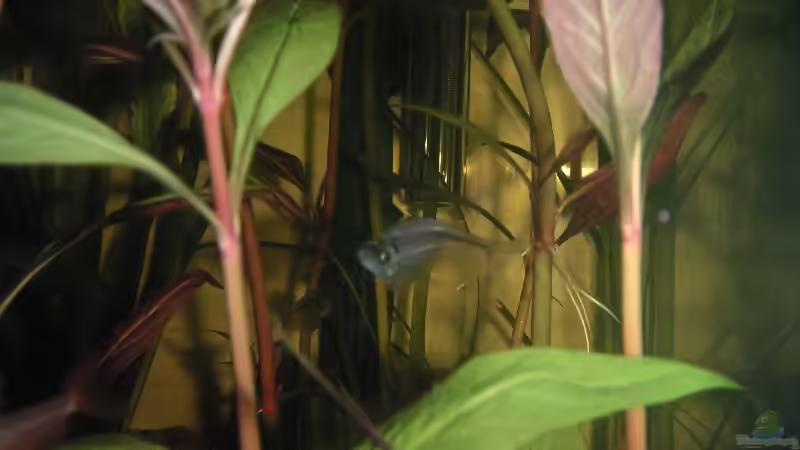 Besatz im Aquarium Becken 2523 von Thomas Schlechter (23)