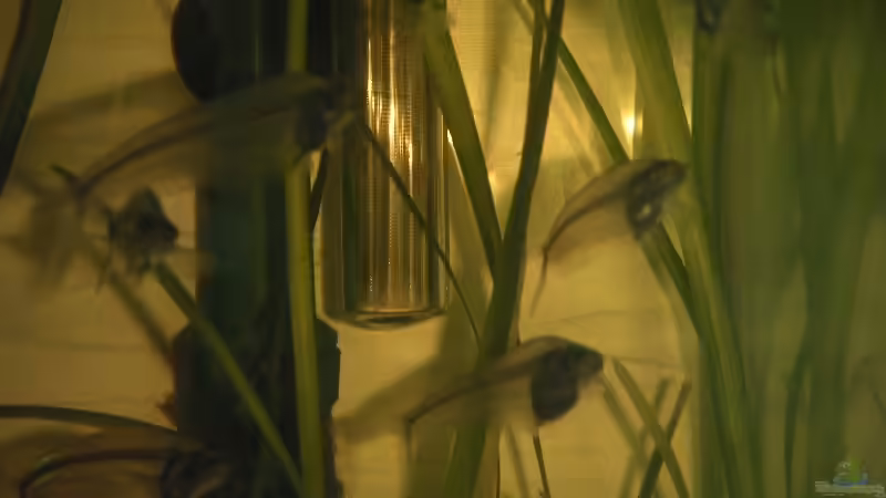 Besatz im Aquarium Becken 2523 von Thomas Schlechter (24)