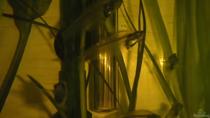 Besatz im Aquarium Becken 2523 von Thomas Schlechter (25)