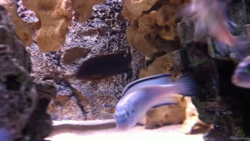 Besatz im Aquarium Becken 25240 von neues becken 720 l (12)