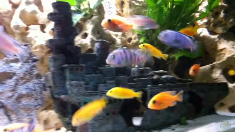 Besatz im Aquarium Becken 25240 von neues becken 720 l (14)