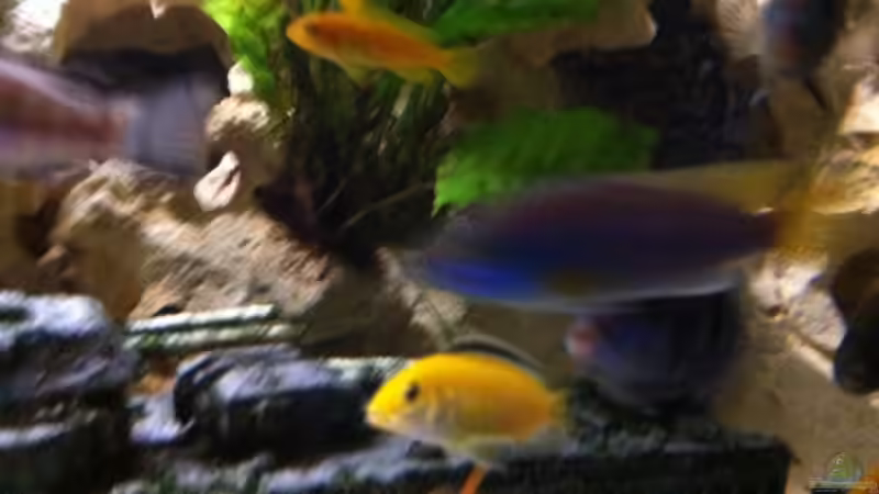 Besatz im Aquarium Becken 25240 von neues becken 720 l (15)