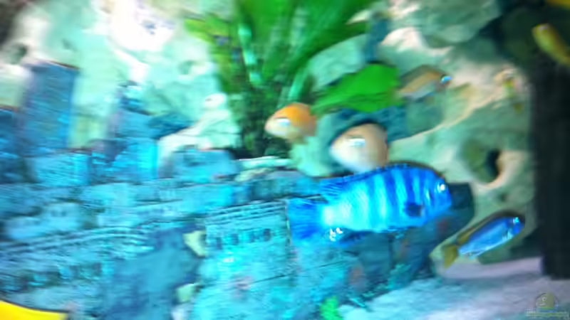 Besatz im Aquarium Becken 25240 von neues becken 720 l (16)