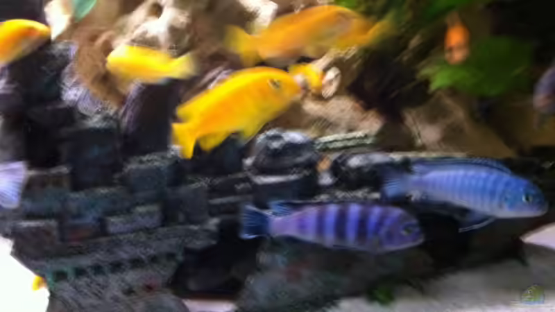 Besatz im Aquarium Becken 25240 von neues becken 720 l (17)