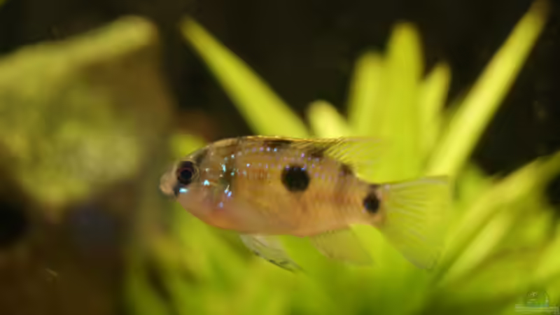 Besatz im Aquarium Becken 25271 von Thmsprb (5)