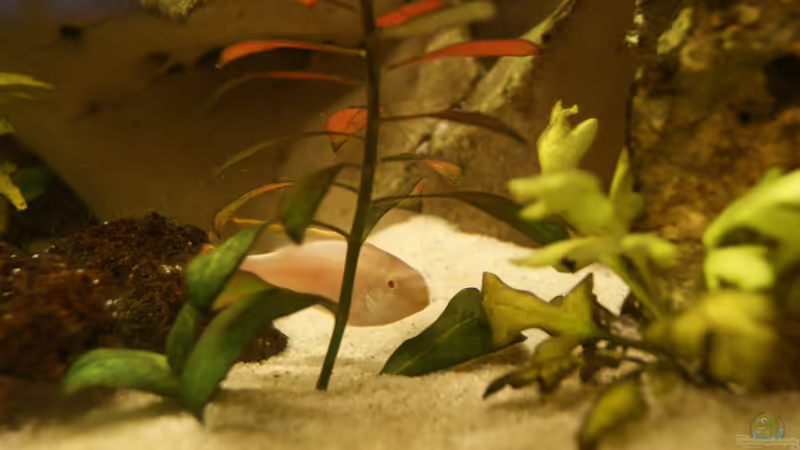 Besatz im Aquarium Becken 25271 von Thmsprb (6)