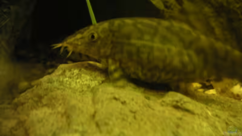 Besatz im Aquarium Becken 2531 von Thomas Schlechter (12)