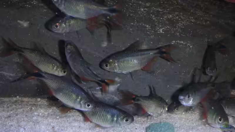 Besatz im Aquarium Becken 2531 von Thomas Schlechter (16)