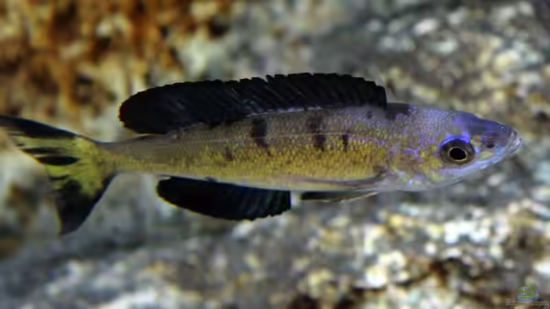 Besatz im Aquarium Becken 25310 von Matze38 (13)