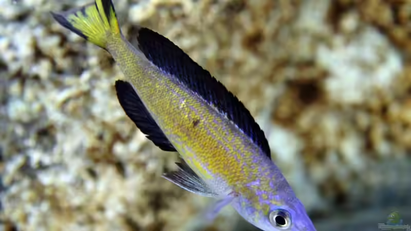 Besatz im Aquarium Becken 25310 von Matze38 (14)