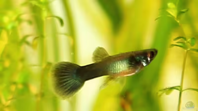 Besatz im Aquarium Becken 25327 von Mona6464 (2)