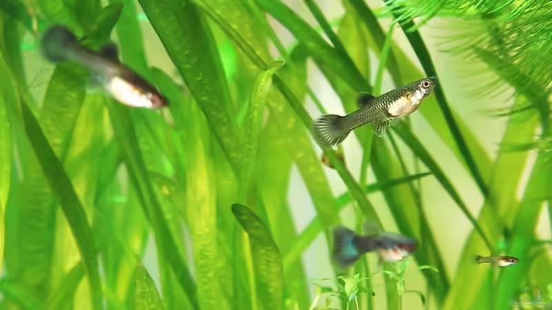 Besatz im Aquarium Becken 25327 von Mona6464 (3)