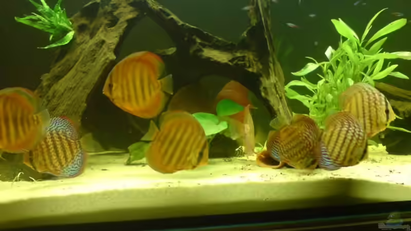 Besatz im Aquarium Becken 2537 von Costa Reichl (3)