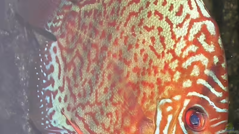 Besatz im Aquarium Becken 2537 von Costa Reichl (4)