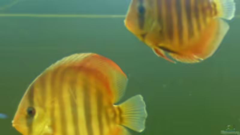 Besatz im Aquarium Becken 2537 von Costa Reichl (6)