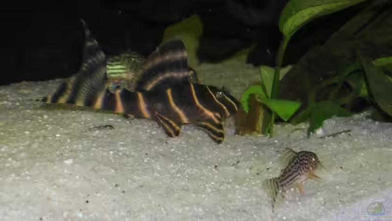 Besatz im Aquarium Becken 2537 von Costa Reichl (7)