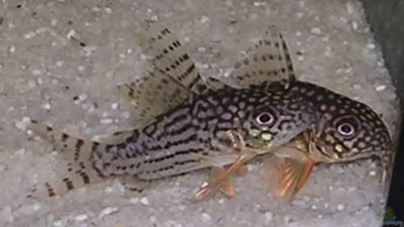 Besatz im Aquarium Becken 2537 von Costa Reichl (8)